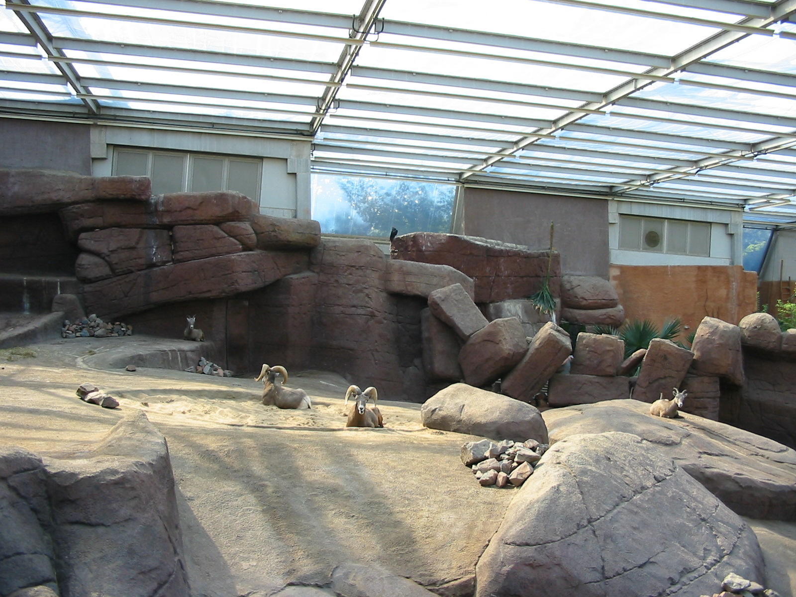 Arnhem Zoo 2004 - Bighorn Sheep exhibit inside the Desert building