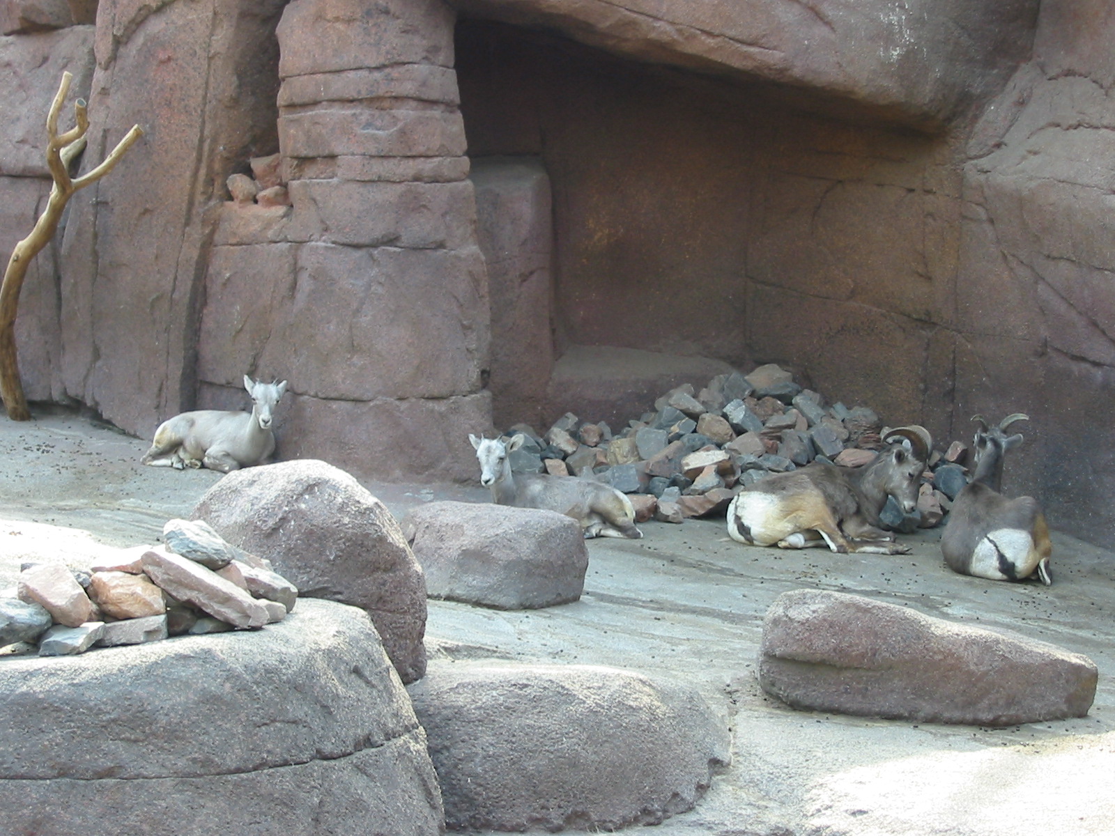 Arnhem Zoo 2004 - Bighorn Sheep