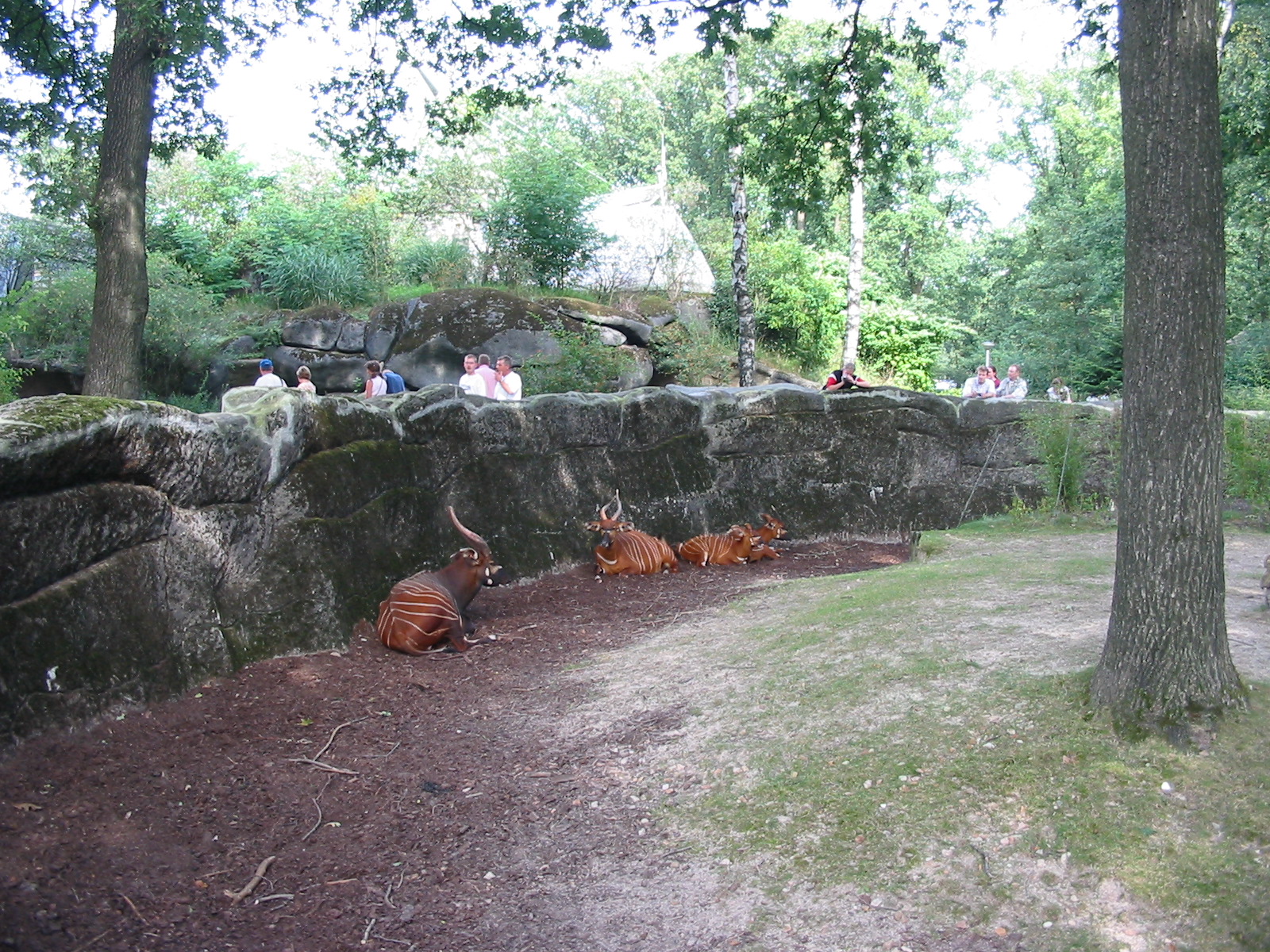 Arnhem Zoo 2004 - Bongo exhibit