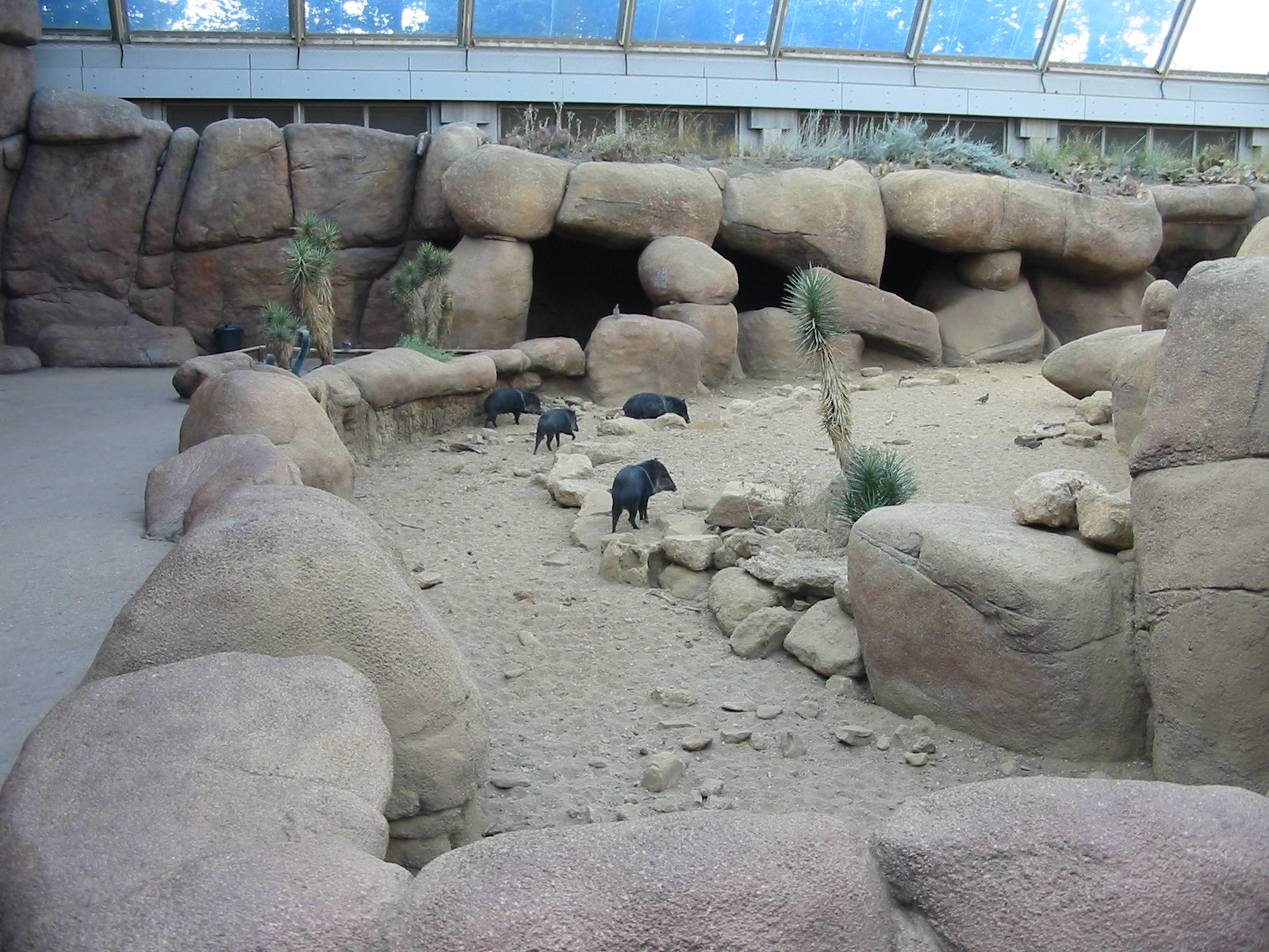 Arnhem Zoo 2004 - Collared Peccary exhibit inside the Desert building