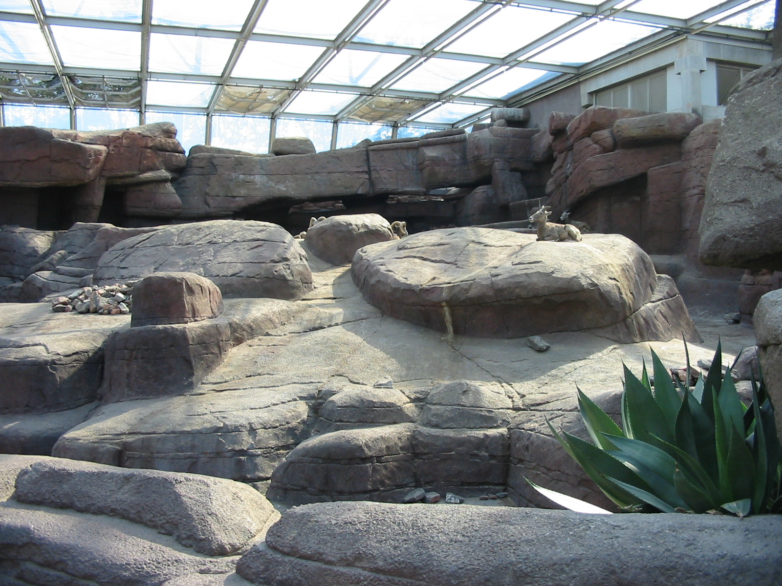 Arnhem Zoo 2004 - Inside the Desert building