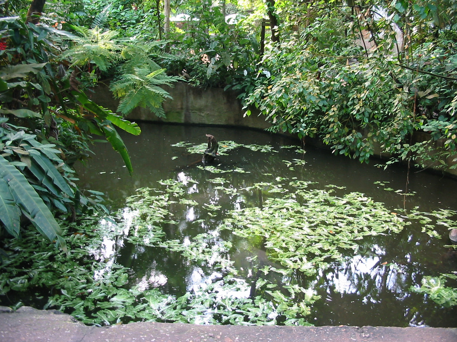Arnhem Zoo 2004 - Manatee exhibit seen from above in the Bush building