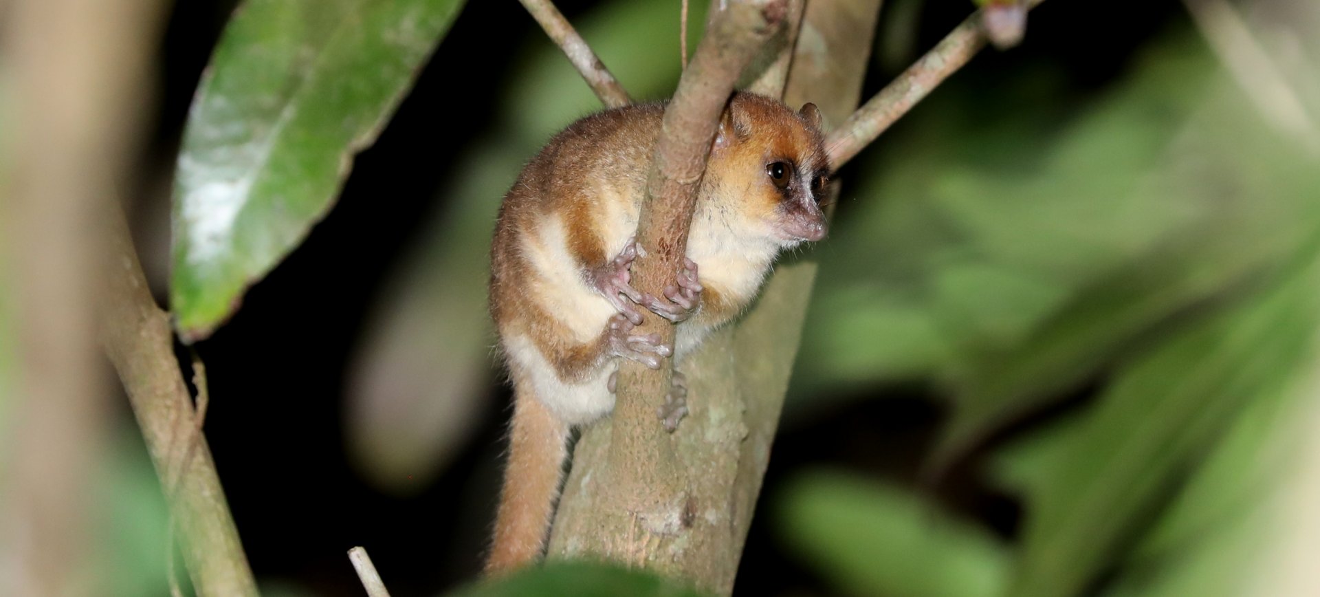 Arnhold's mouse lemur or the Montagne d'Ambre mouse lemur (Microcebus arnholdi)