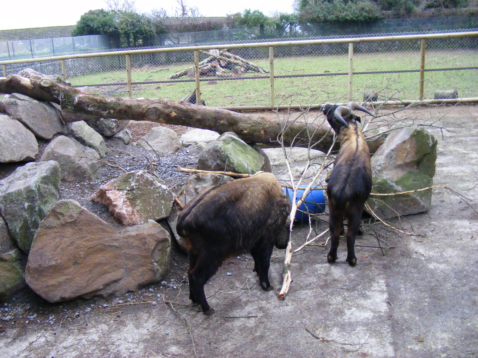 Arnold and Adrian the mishmi takins at Paignton Zoo, 31 December 2010