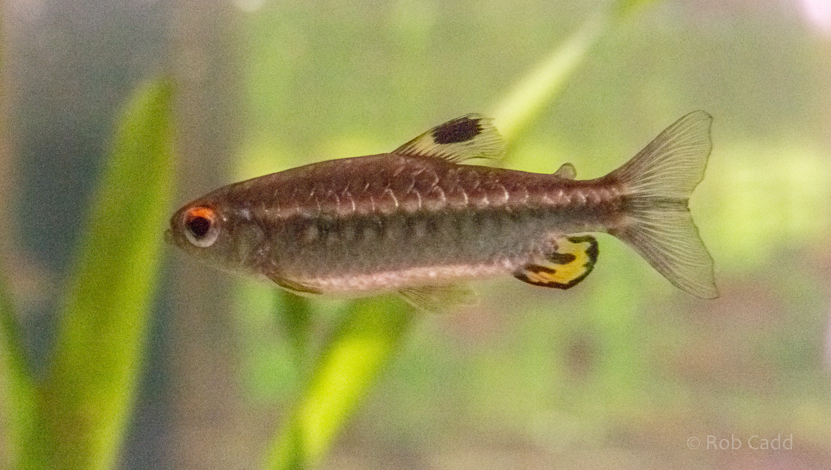 Arnoldichthys spilopterus : Whipsnade : 06 Sep 2019