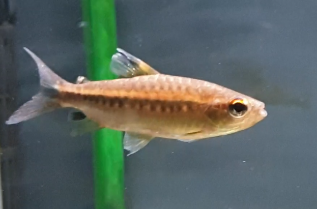 Arnoldichthys spilopterus