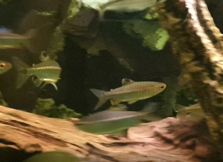 Arnoldichthys spilopterus