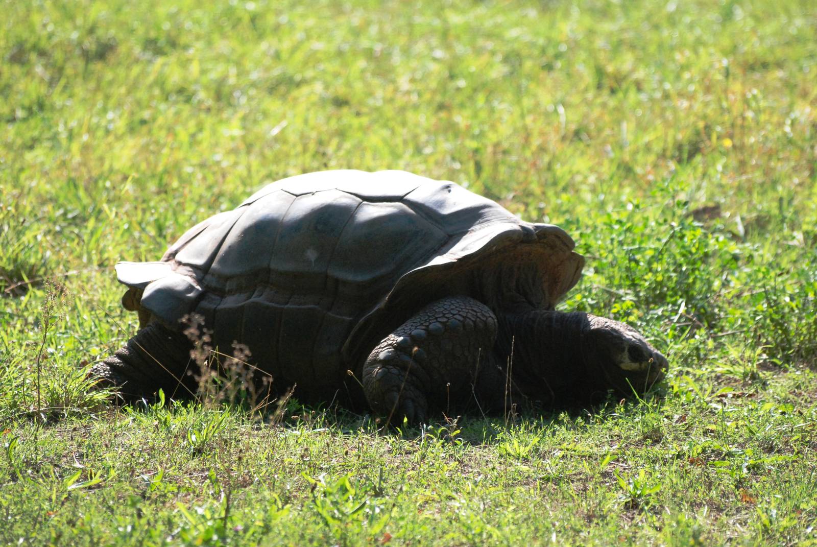 Arnold's Giant Tortoise at Dresden, 29/08/12
