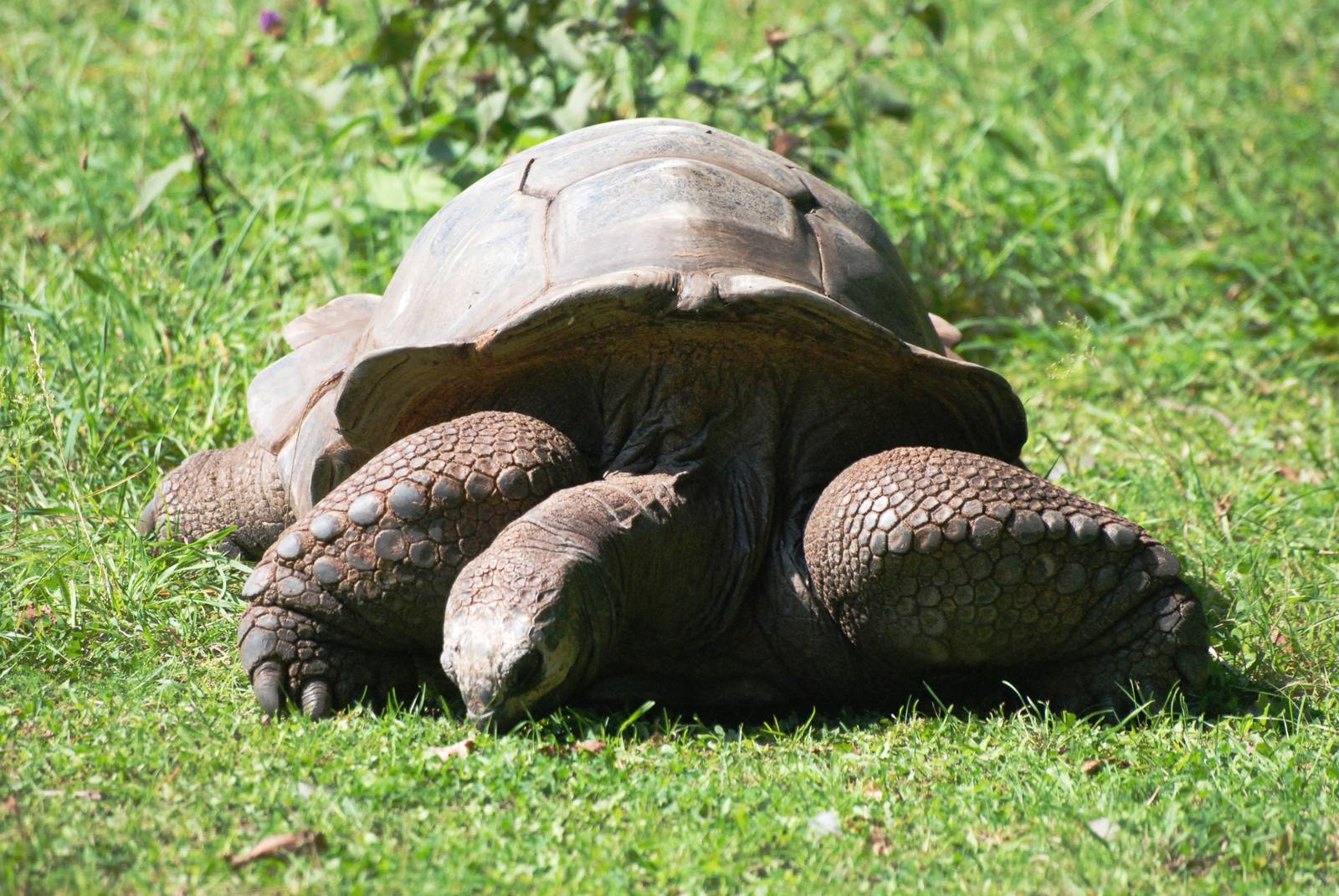 Arnold's Giant Tortoise at Dresden, 29/08/12