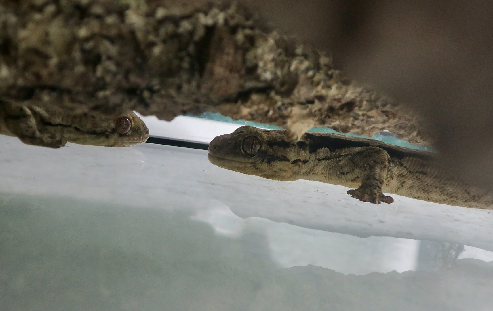 Arnold's Velvet Gecko (Homopholis arnoldi) - The Gecko Gallery NYC