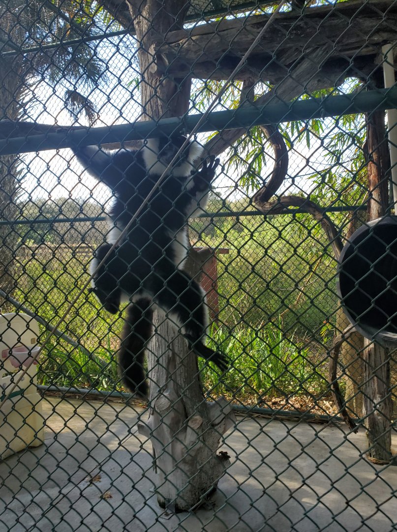 Arnold's Wildlife Rehabilitation (2021 - NOW CLOSED DOWN) - Black-white Ruffed Lemur