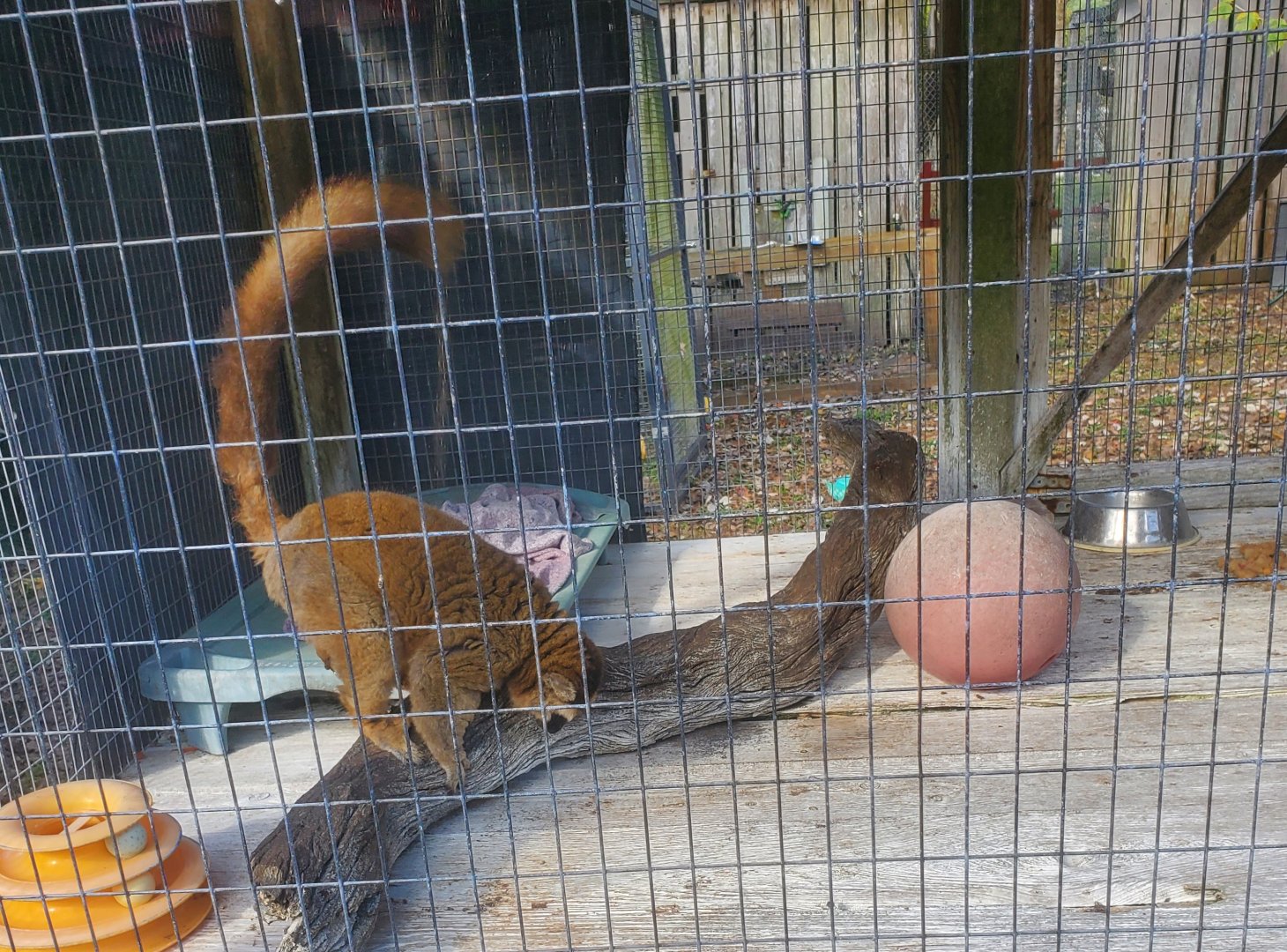 Arnold's Wildlife Rehabilitation (2021 - NOW CLOSED DOWN) - Brown Lemur