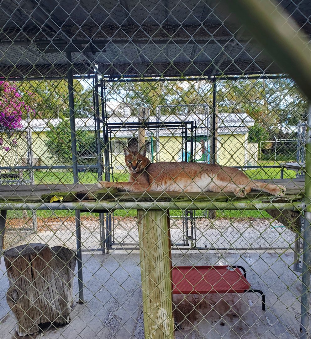 Arnold's Wildlife Rehabilitation (2021 - NOW CLOSED DOWN) - Caracal