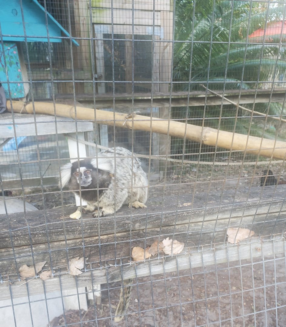 Arnold's Wildlife Rehabilitation (2021 - NOW CLOSED DOWN) - Common Marmoset
