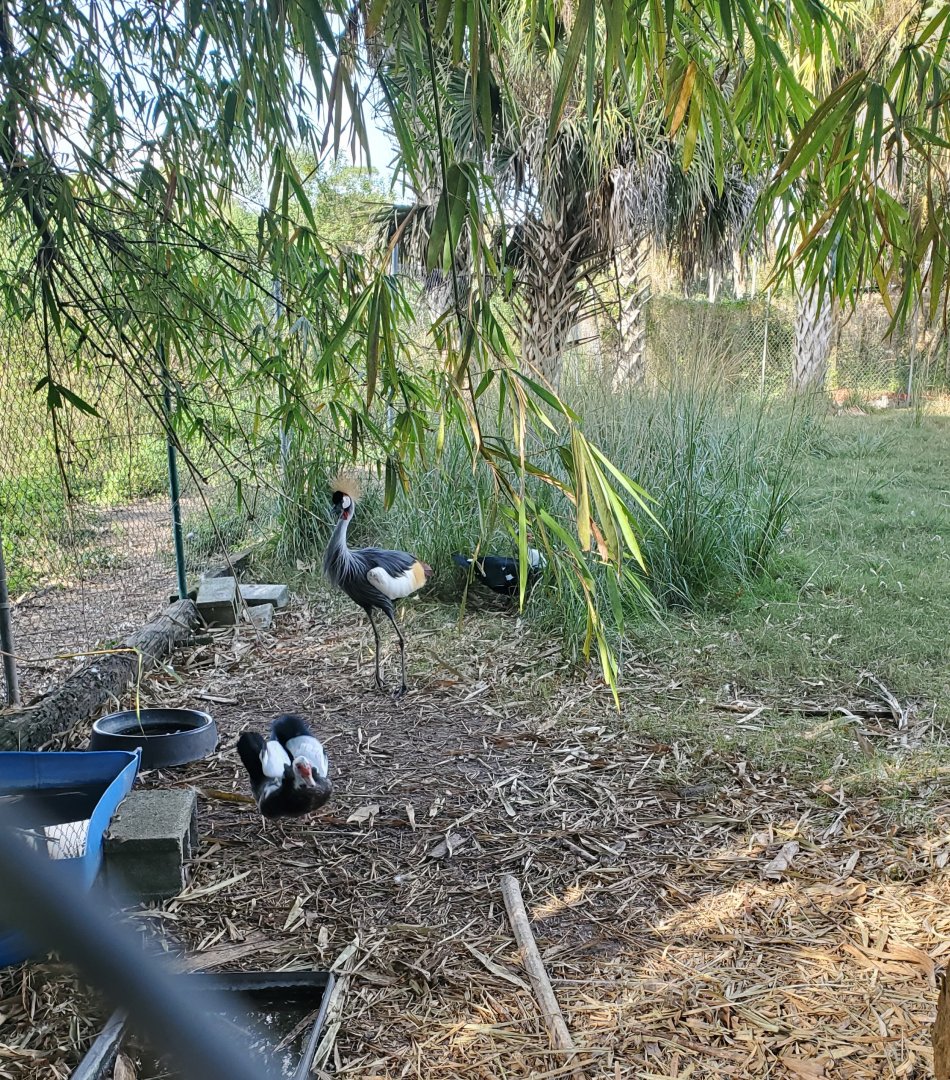 Arnold's Wildlife Rehabilitation (2021 - NOW CLOSED DOWN) - Crowned Crane and Ducks