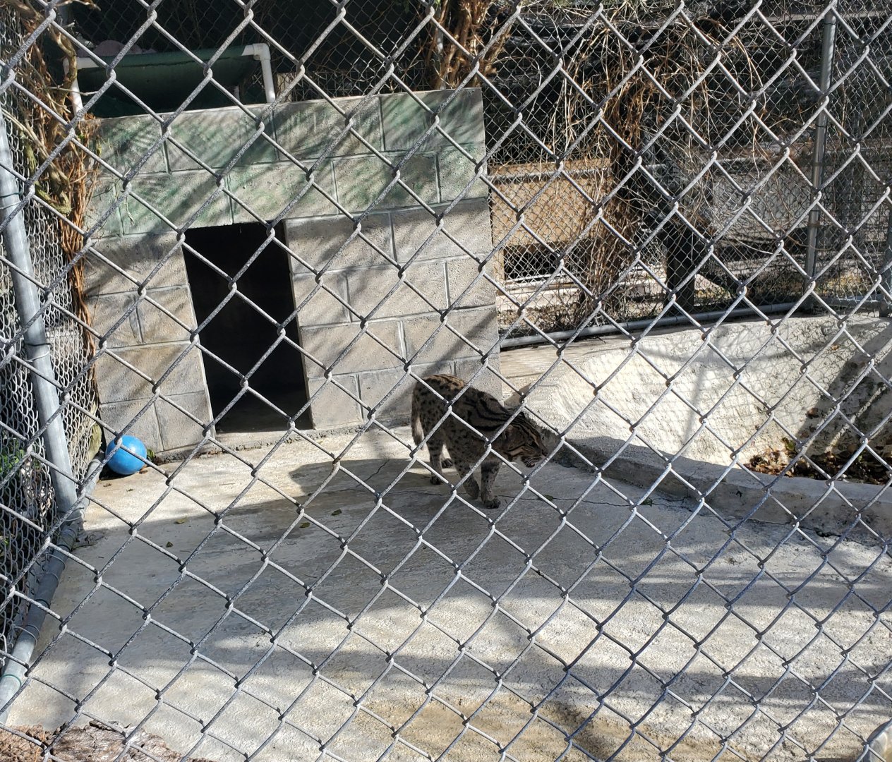 Arnold's Wildlife Rehabilitation (2021 - NOW CLOSED DOWN) - Fishing Cat