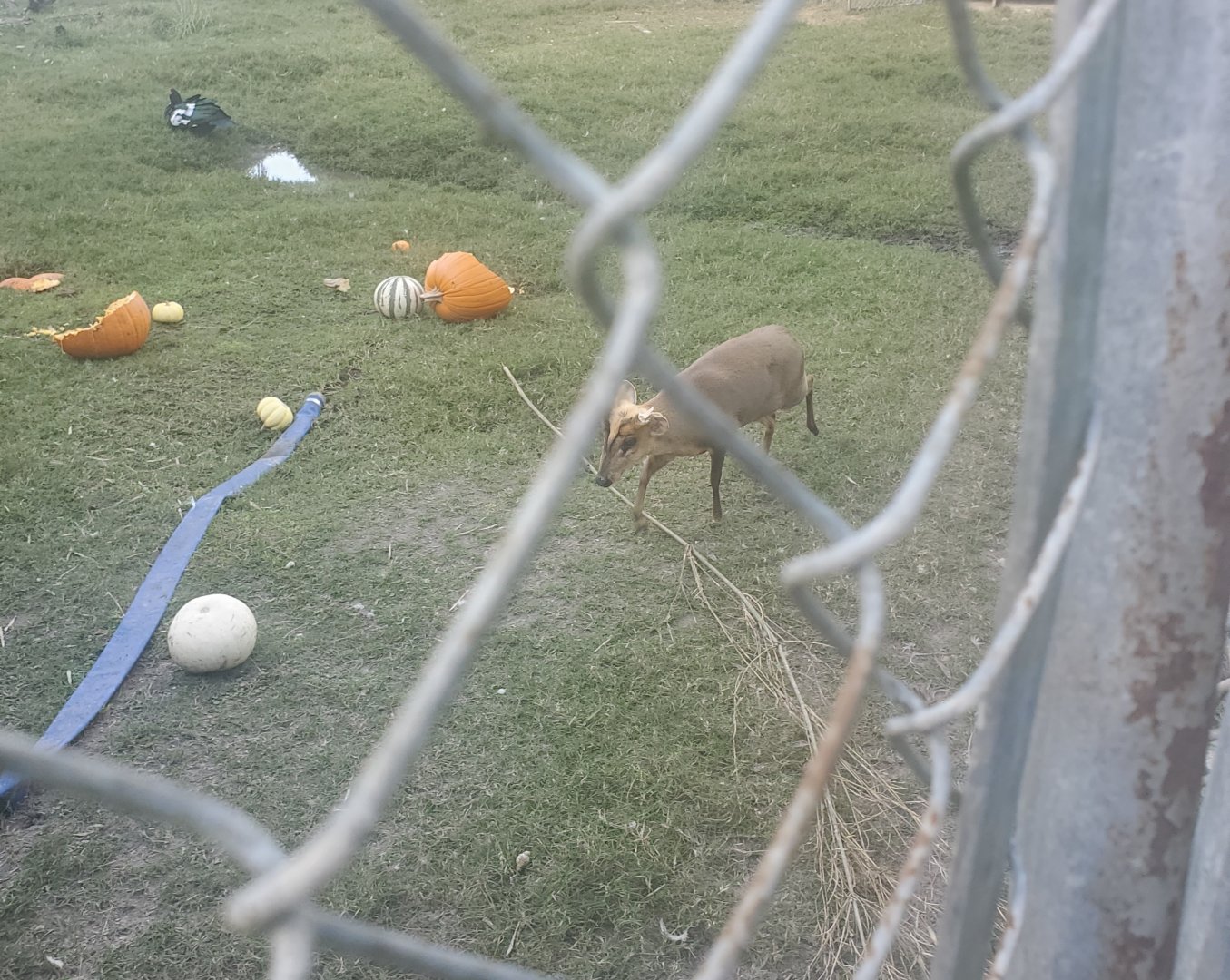 Arnold's Wildlife Rehabilitation (2021 - NOW CLOSED DOWN) - Reeve's Muntjac