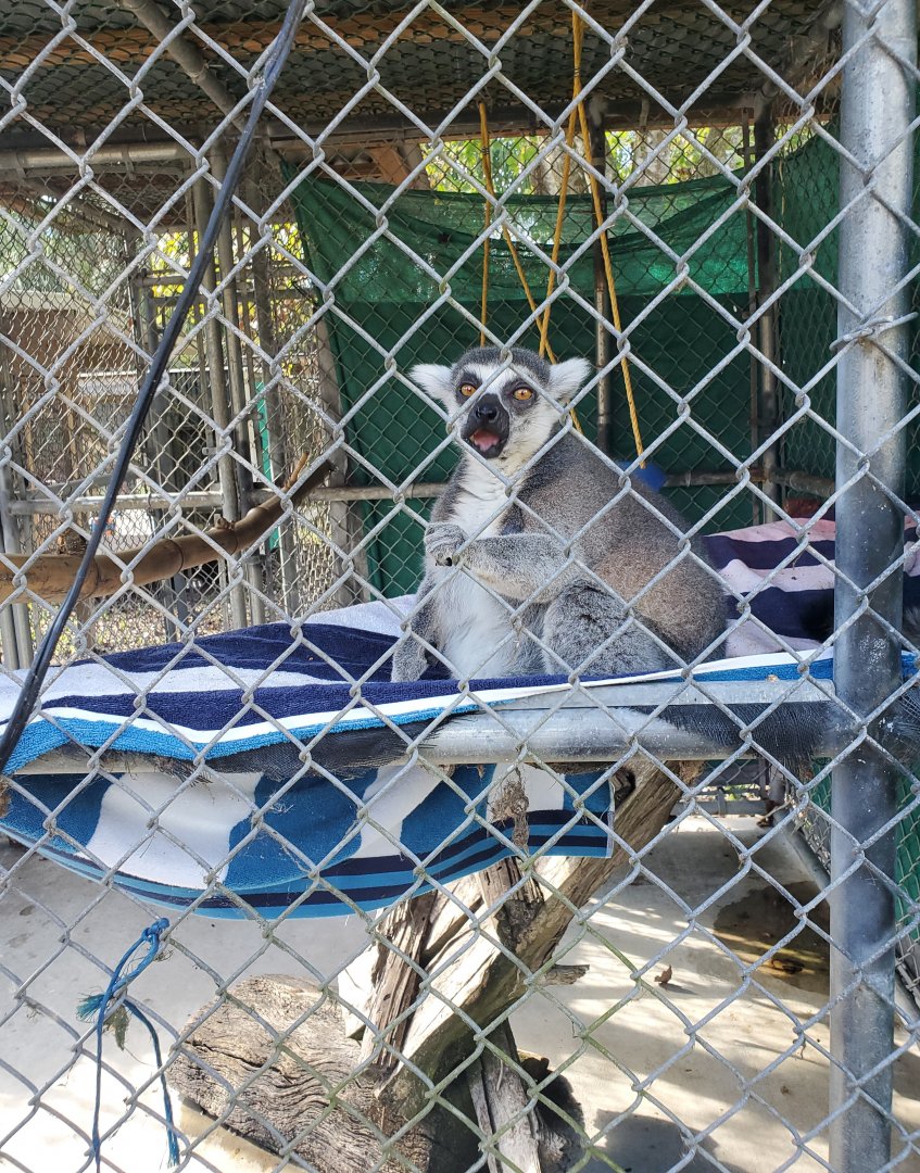 Arnold's Wildlife Rehabilitation (2021 - NOW CLOSED DOWN) - Ringtail Lemur