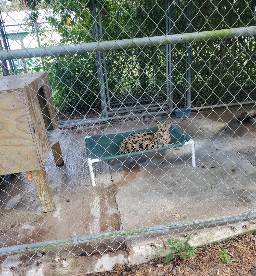 Arnold's Wildlife Rehabilitation (2021 - NOW CLOSED DOWN) - Serval