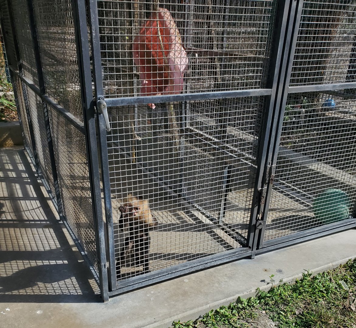 Arnold's Wildlife Rehabilitation (2021 - NOW CLOSED DOWN) - White-faced Capuchin