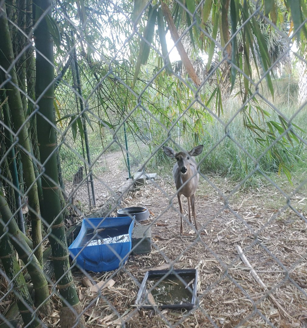 Arnold's Wildlife Rehabilitation (2021 - NOW CLOSED DOWN) - White-tailed Deer