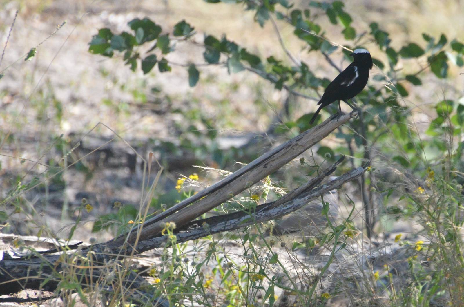 Arnott's Chat, Khwai Community Area, Botswana, 25/04/16