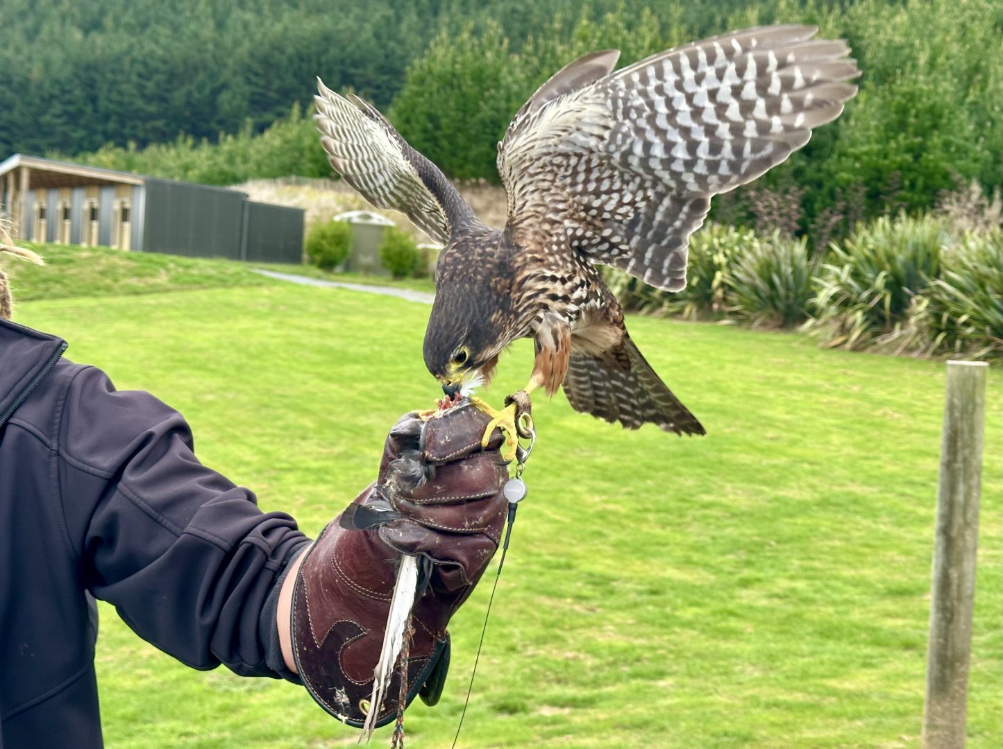 Arohaki (Male New Zealand Falcon)