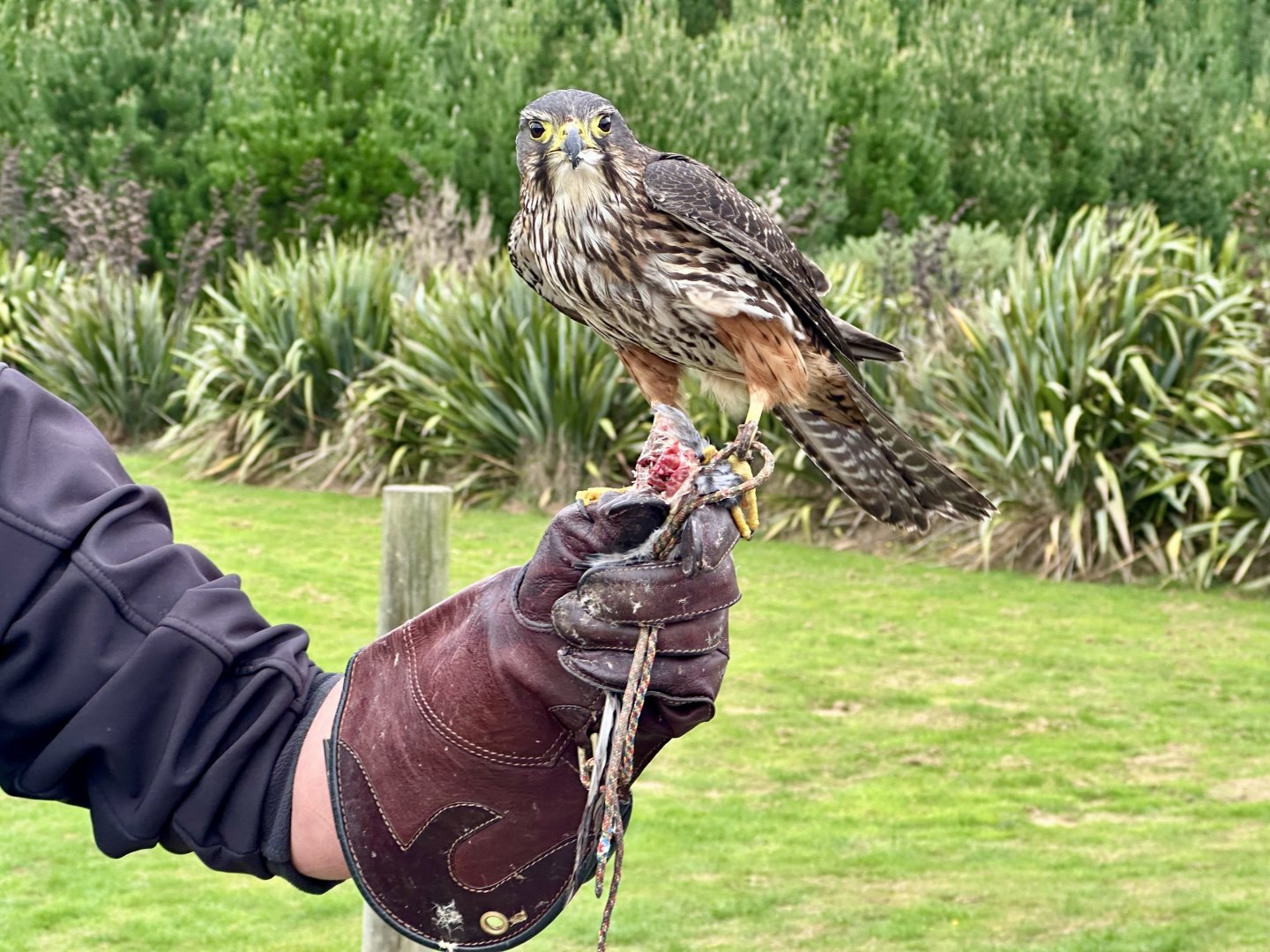 Arohaki (Male New Zealand Falcon)