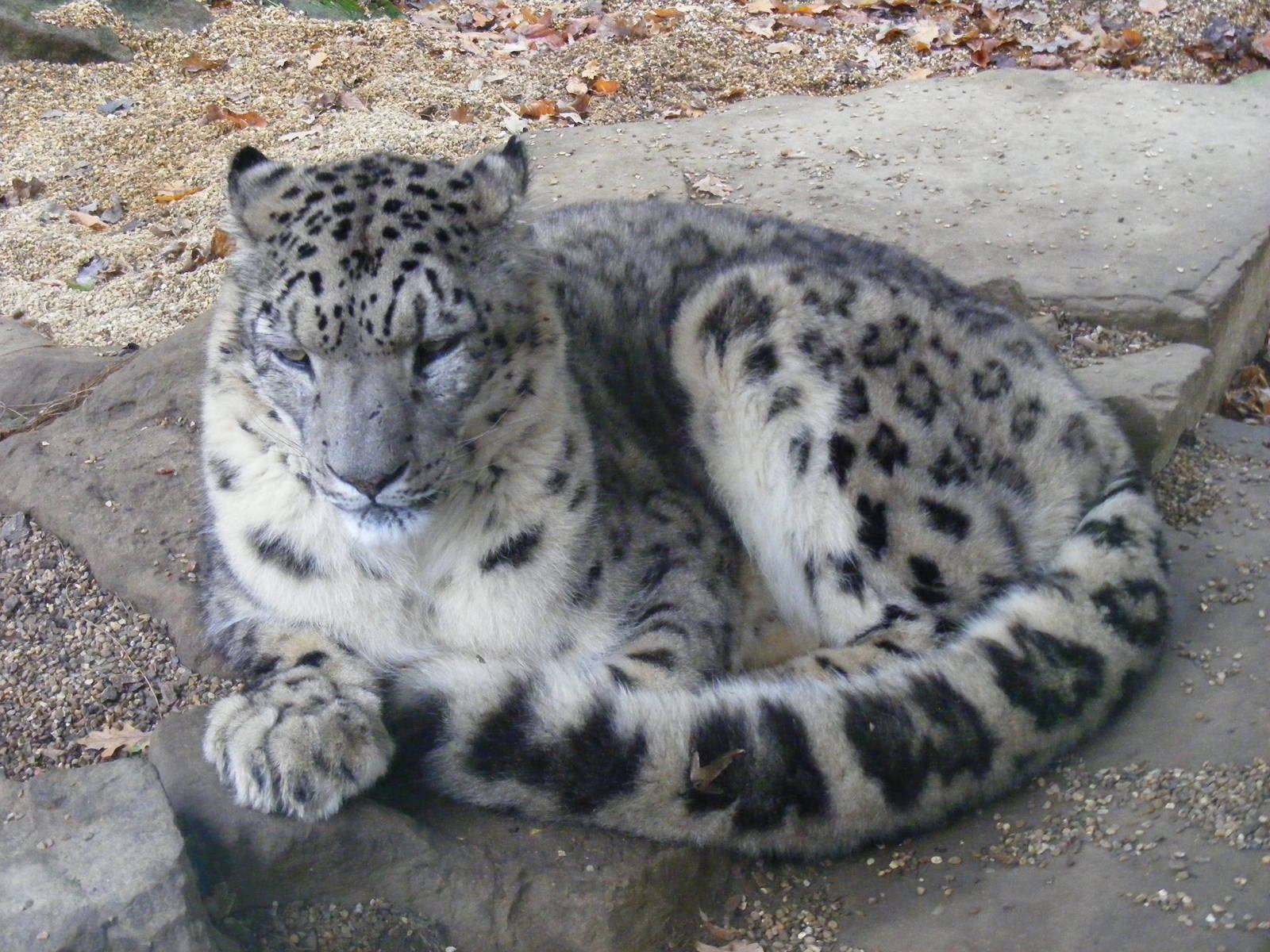 Aron the snow leopard at Paradise Wildlife Park, 22 November 2009