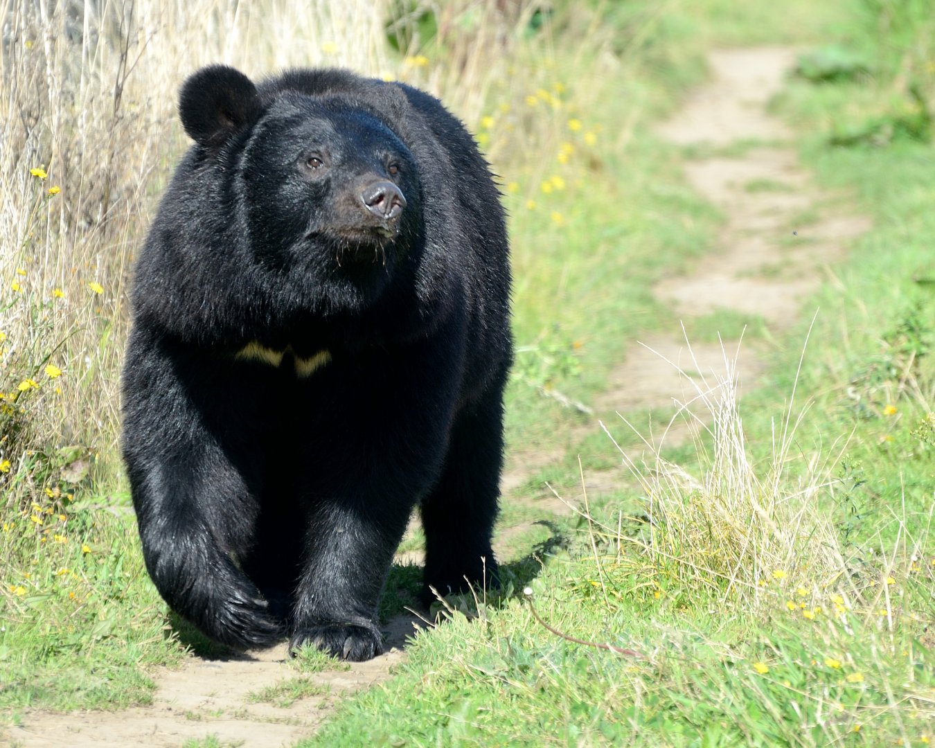 Aroon - Manchurian Black Bear - Wingham Wildlife 29/09/2018