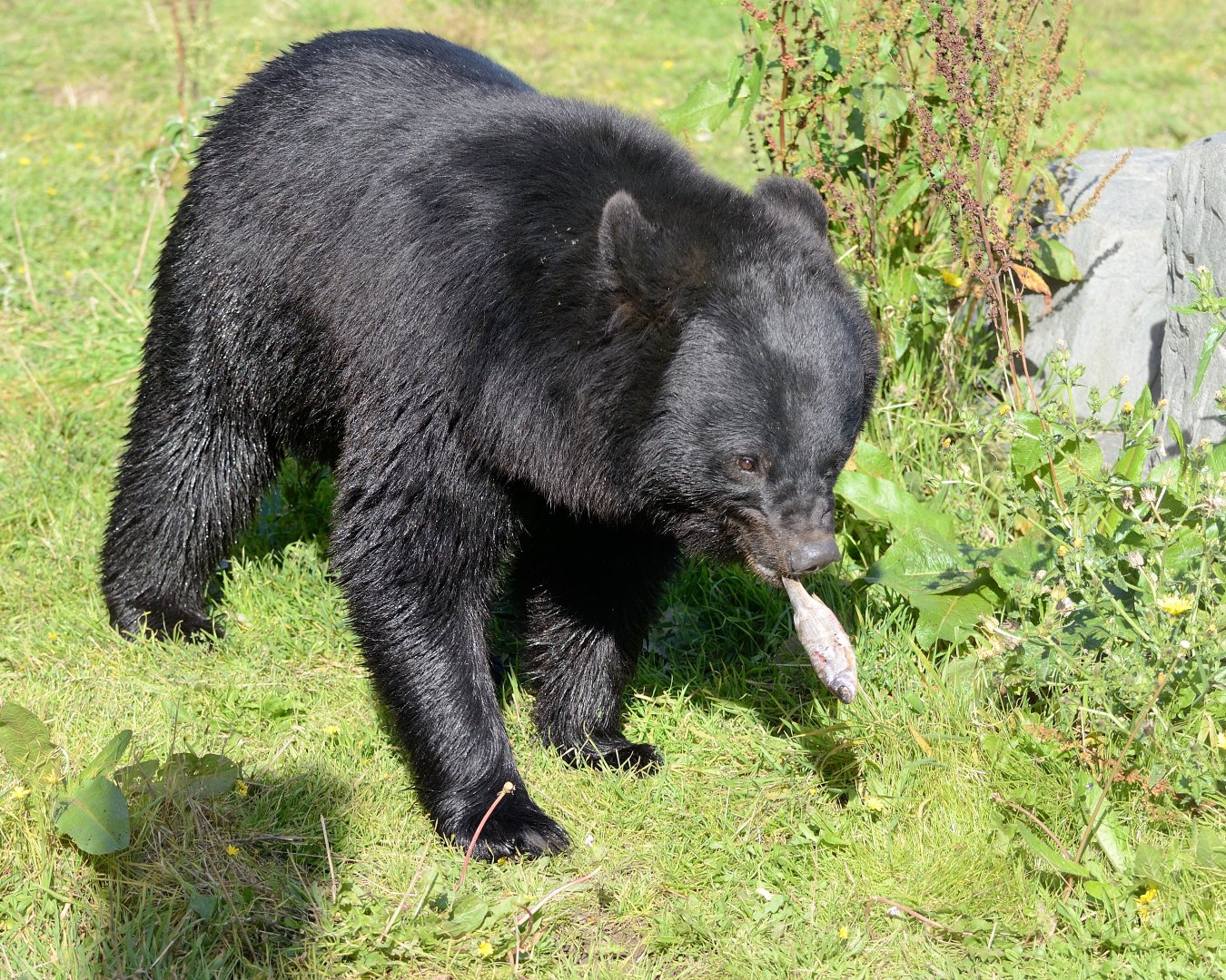 Aroon - Manchurian Black Bear - Wingham Wildlife 29/09/2018