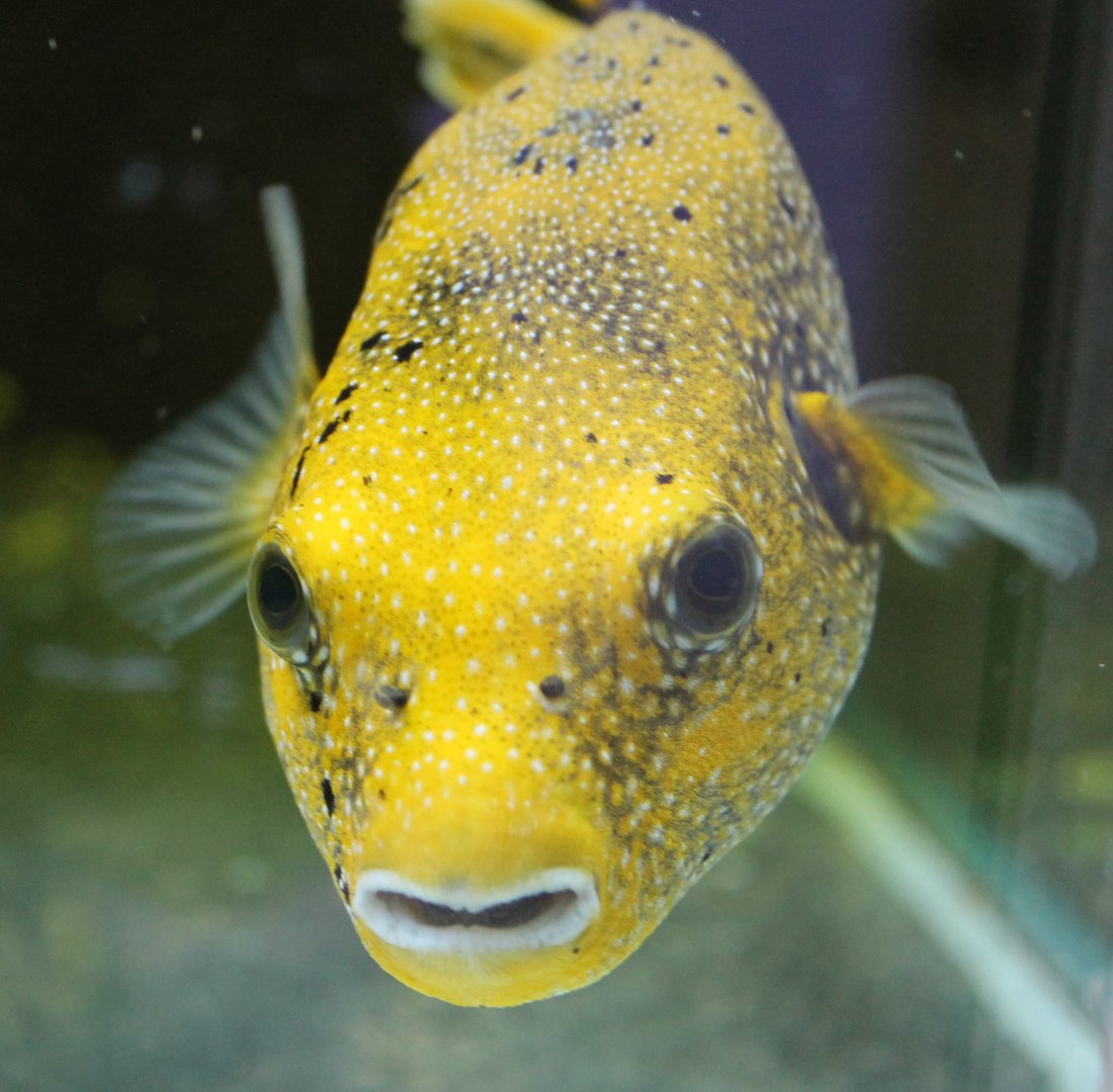 Arothron nigropunctatus - yellow morph