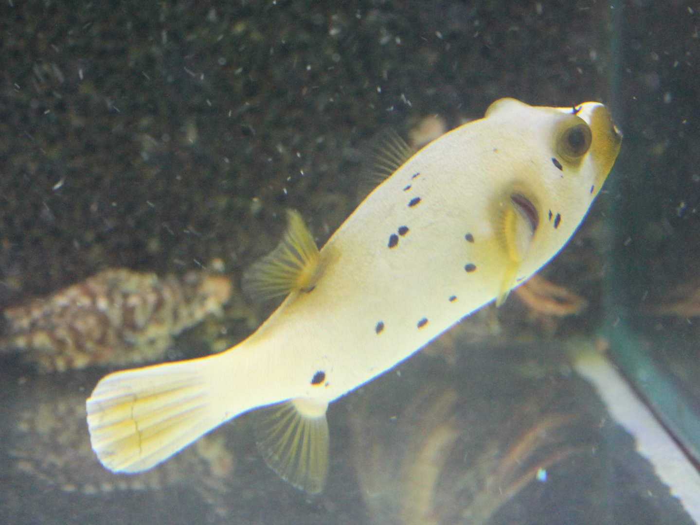 Arothron nigropunctatus