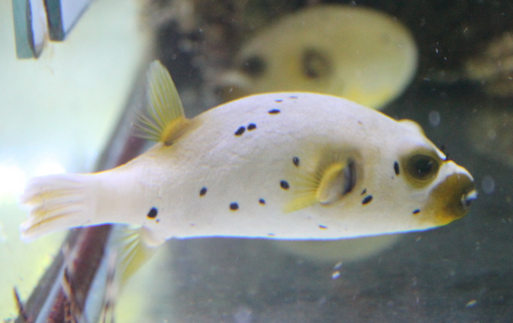 Arothron nigropunctatus