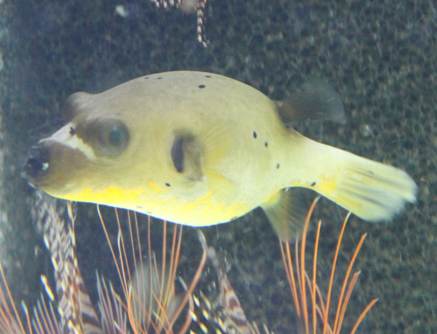 Arothron nigropunctatus