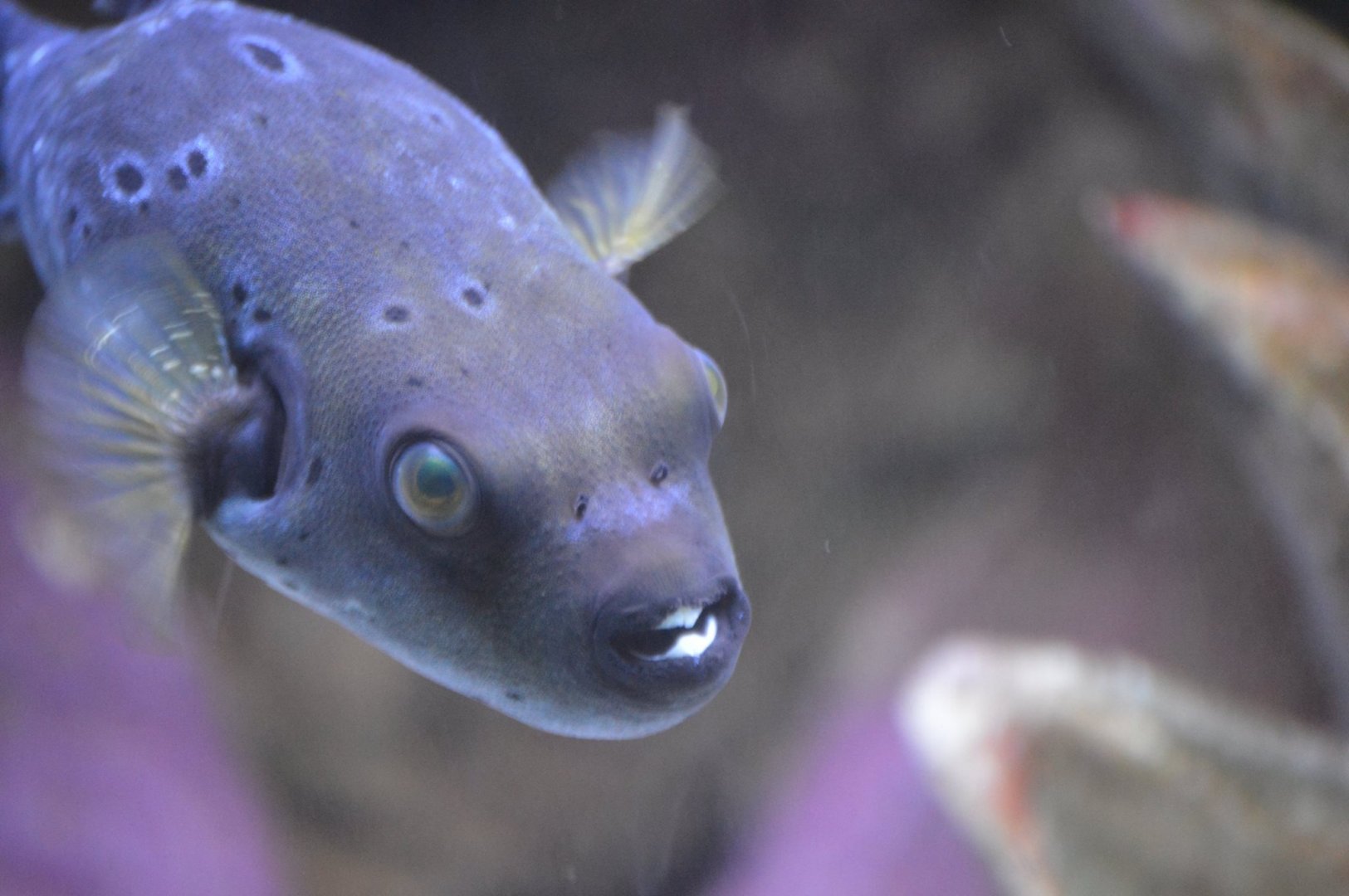 Arothron nigropunctatus