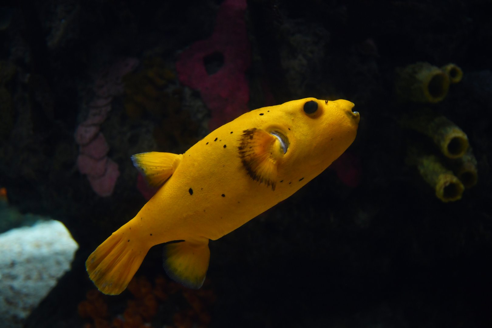 Arothron nigropunctatus