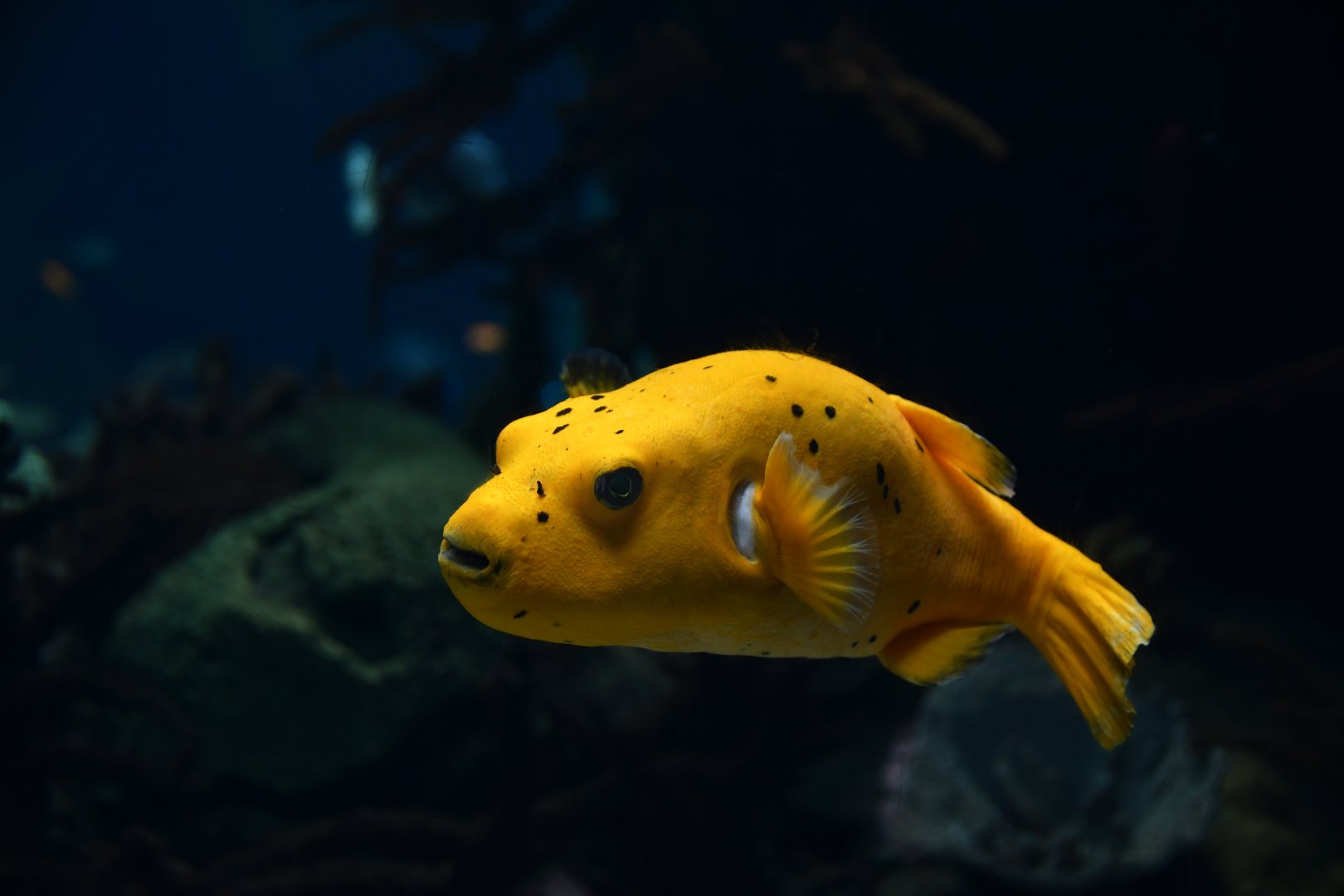 Arothron nigropunctatus