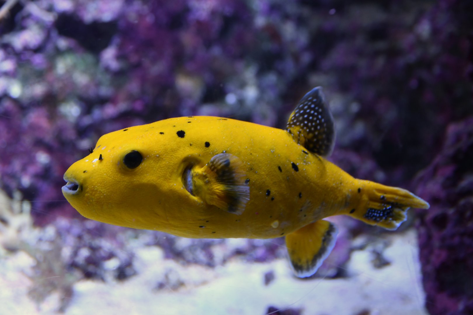 Arothron nigropunctatus