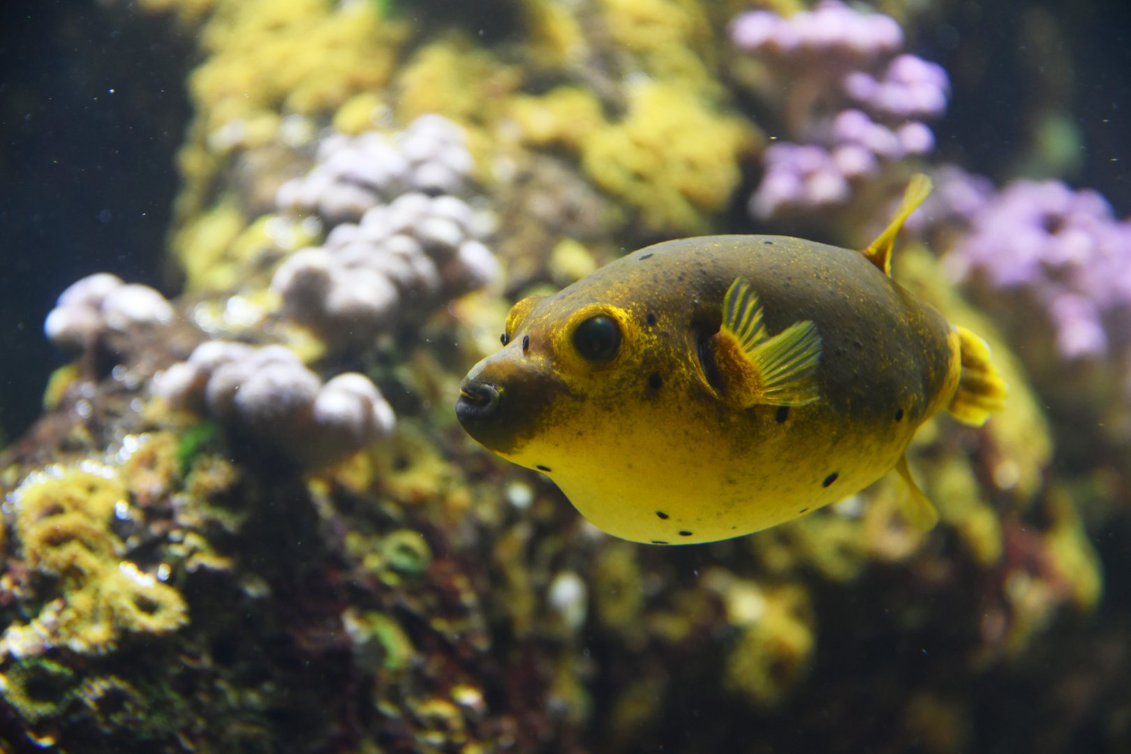 Arothron nigropunctatus