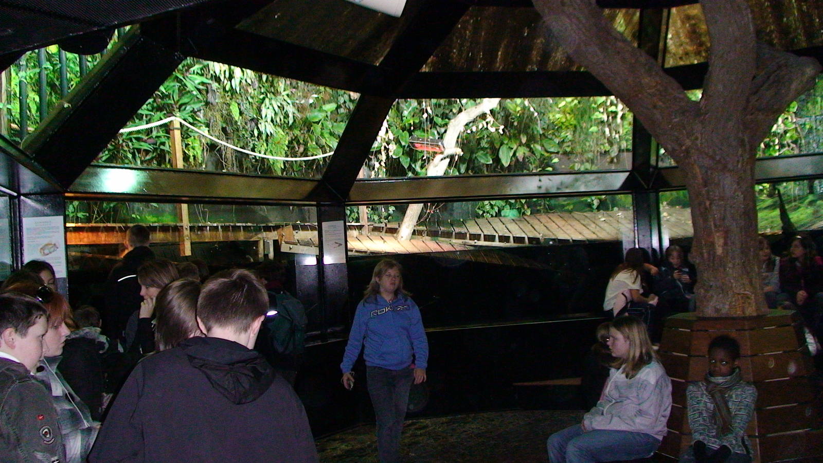 Arowana and Caiman Exhibit