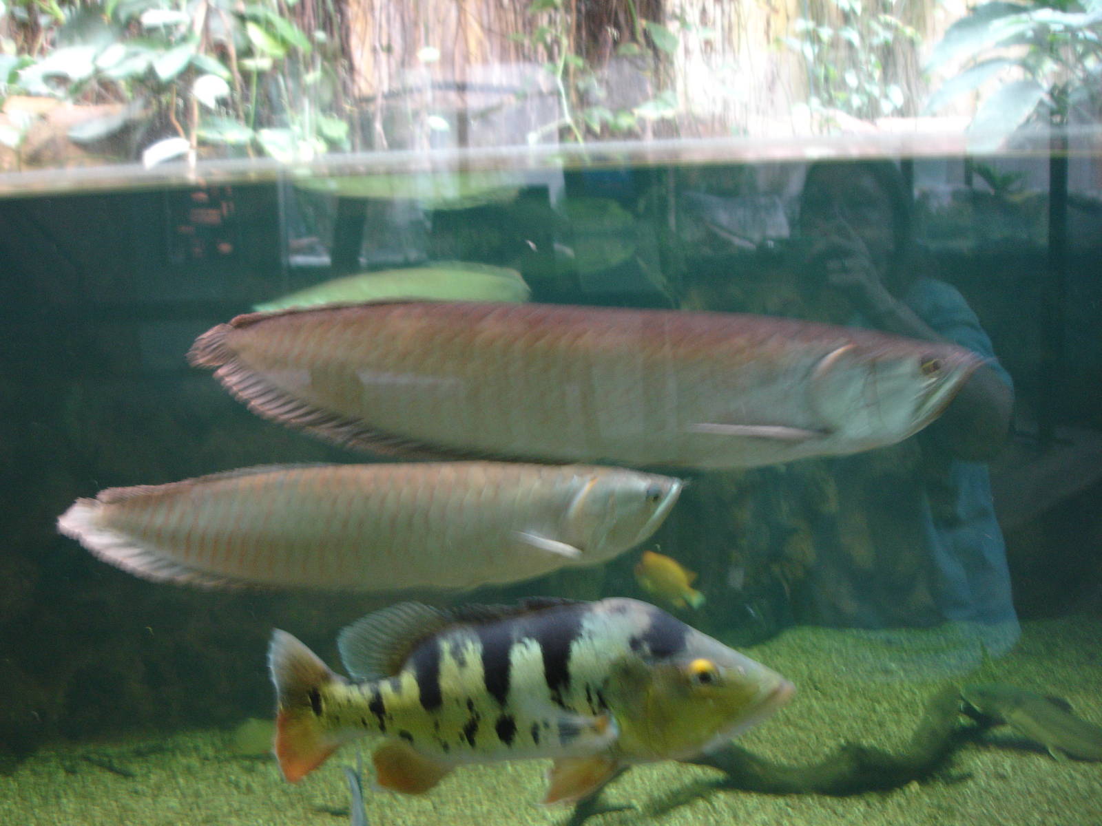 Arowana and other fish