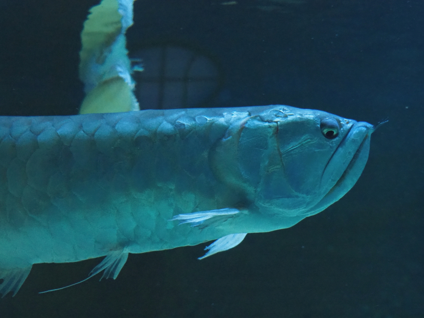 Arowana (Osteoglossum bicirrhosum), Feb 27th, 2019