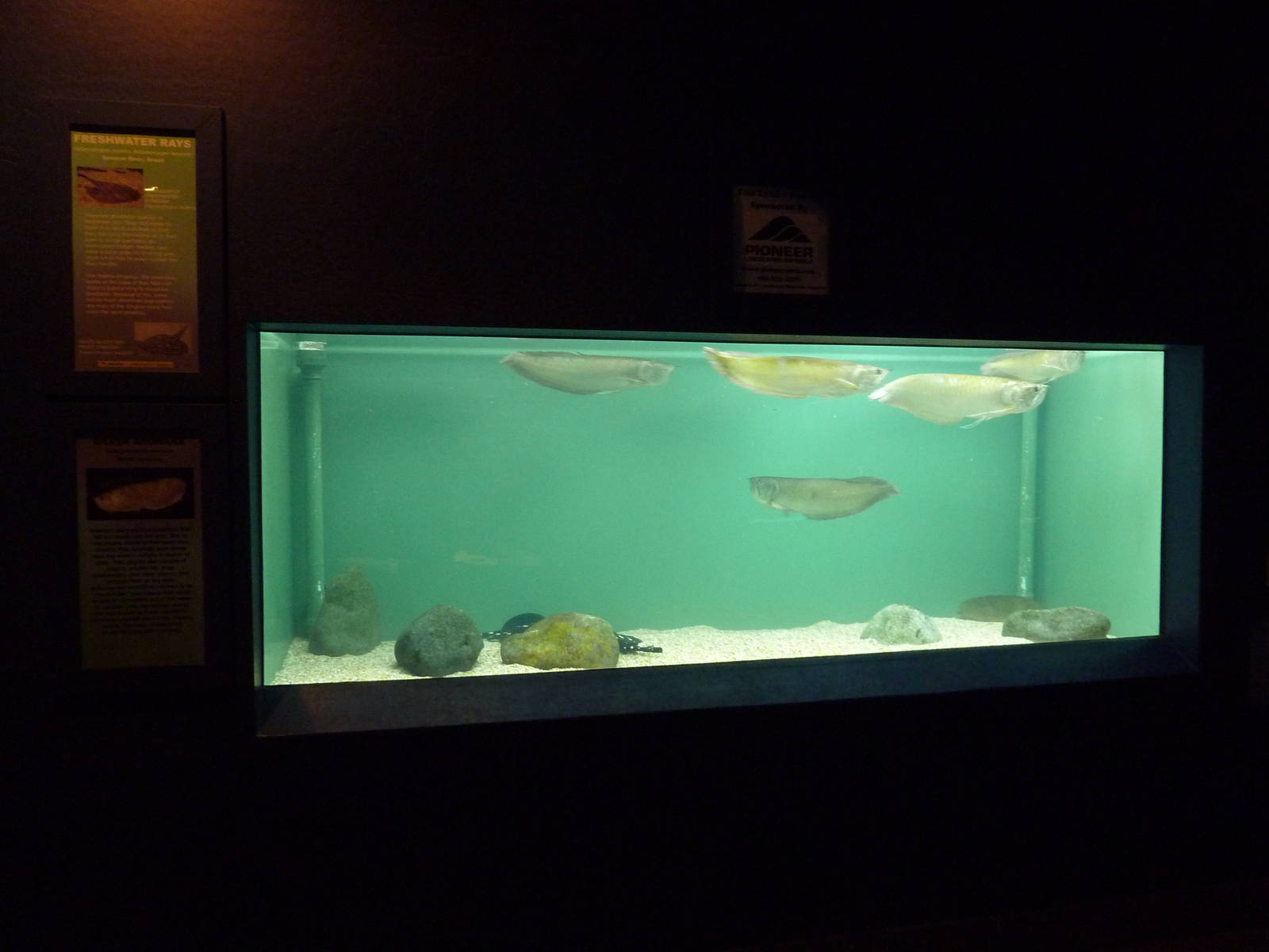 Arowana + Stingray Exhibit (3 Species)