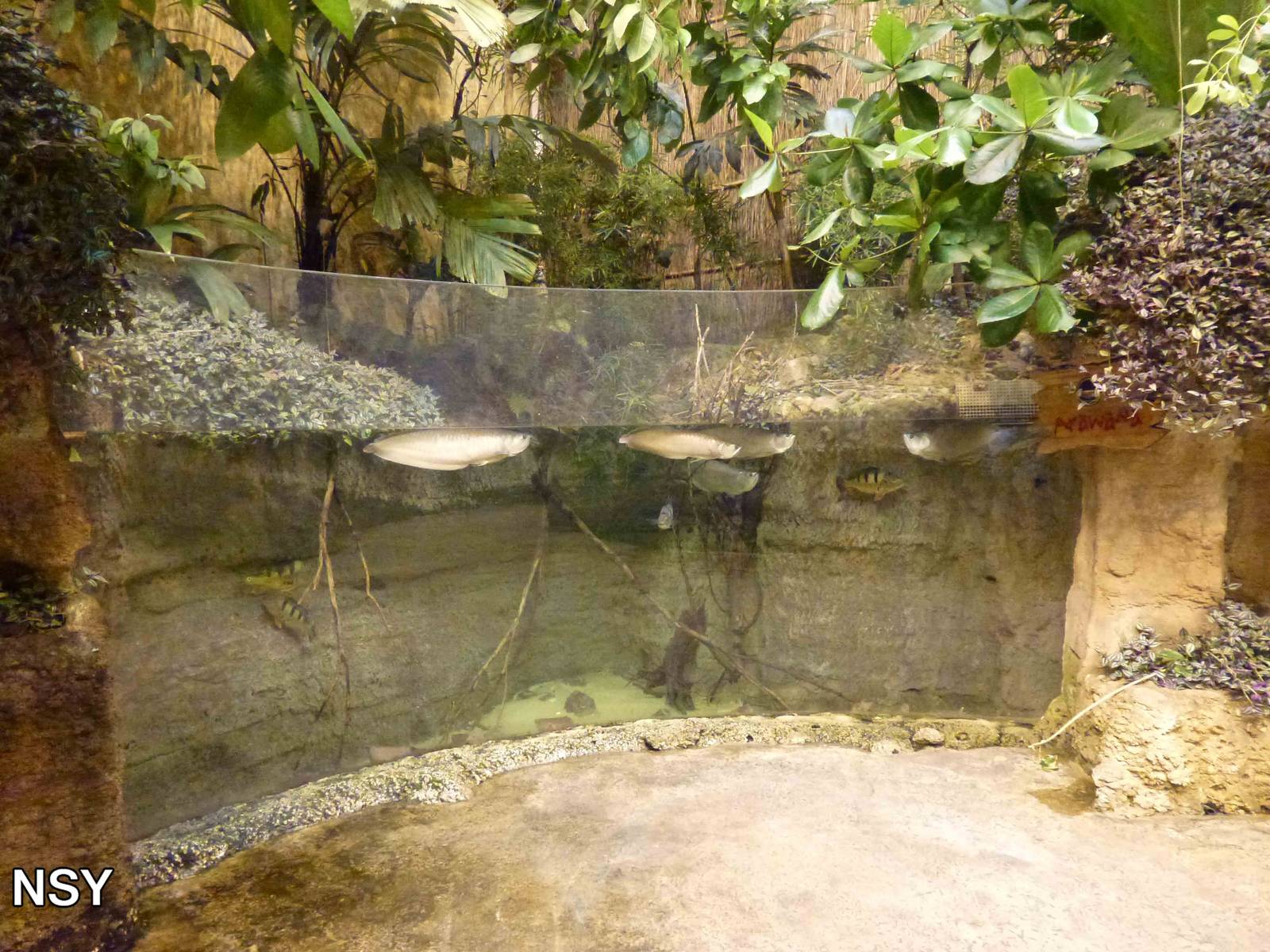 Arowana tank, June 2013.