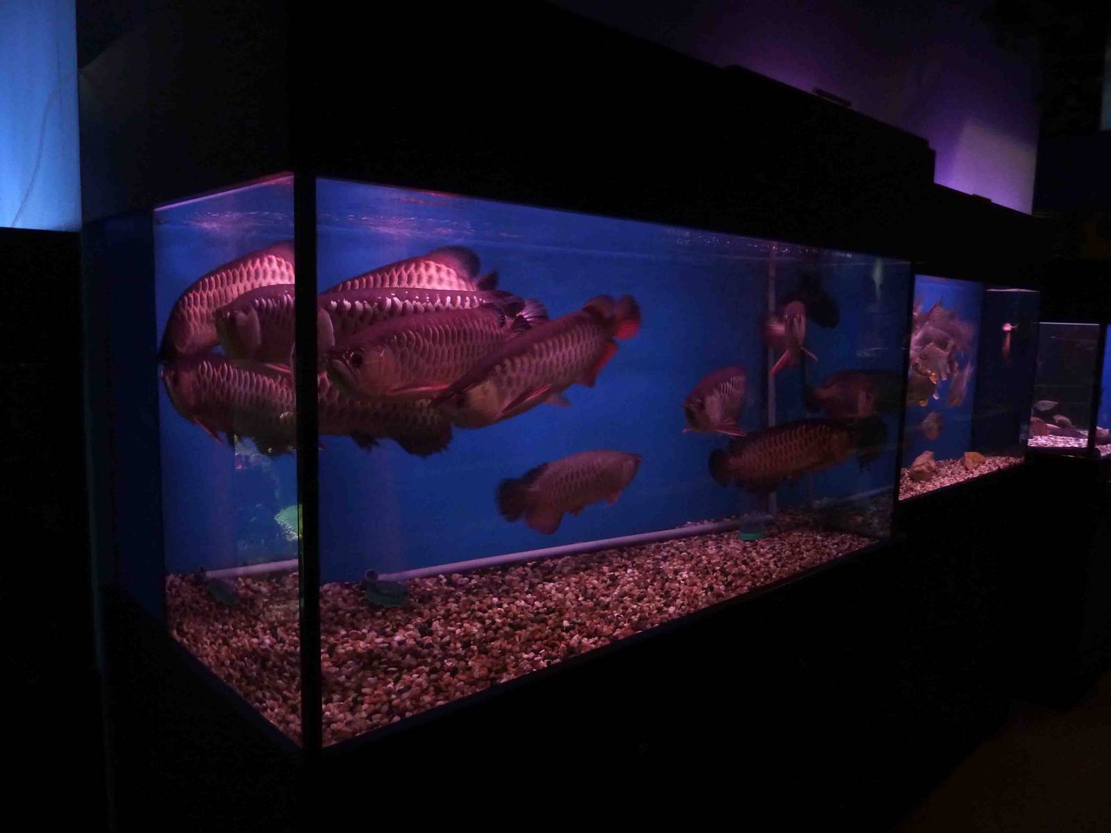 Arowana tank, May 2013.