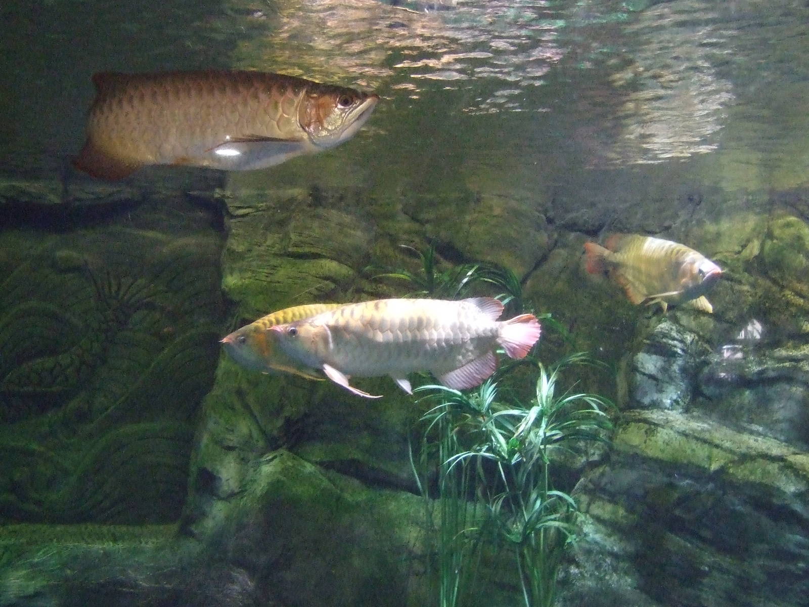 Arowana