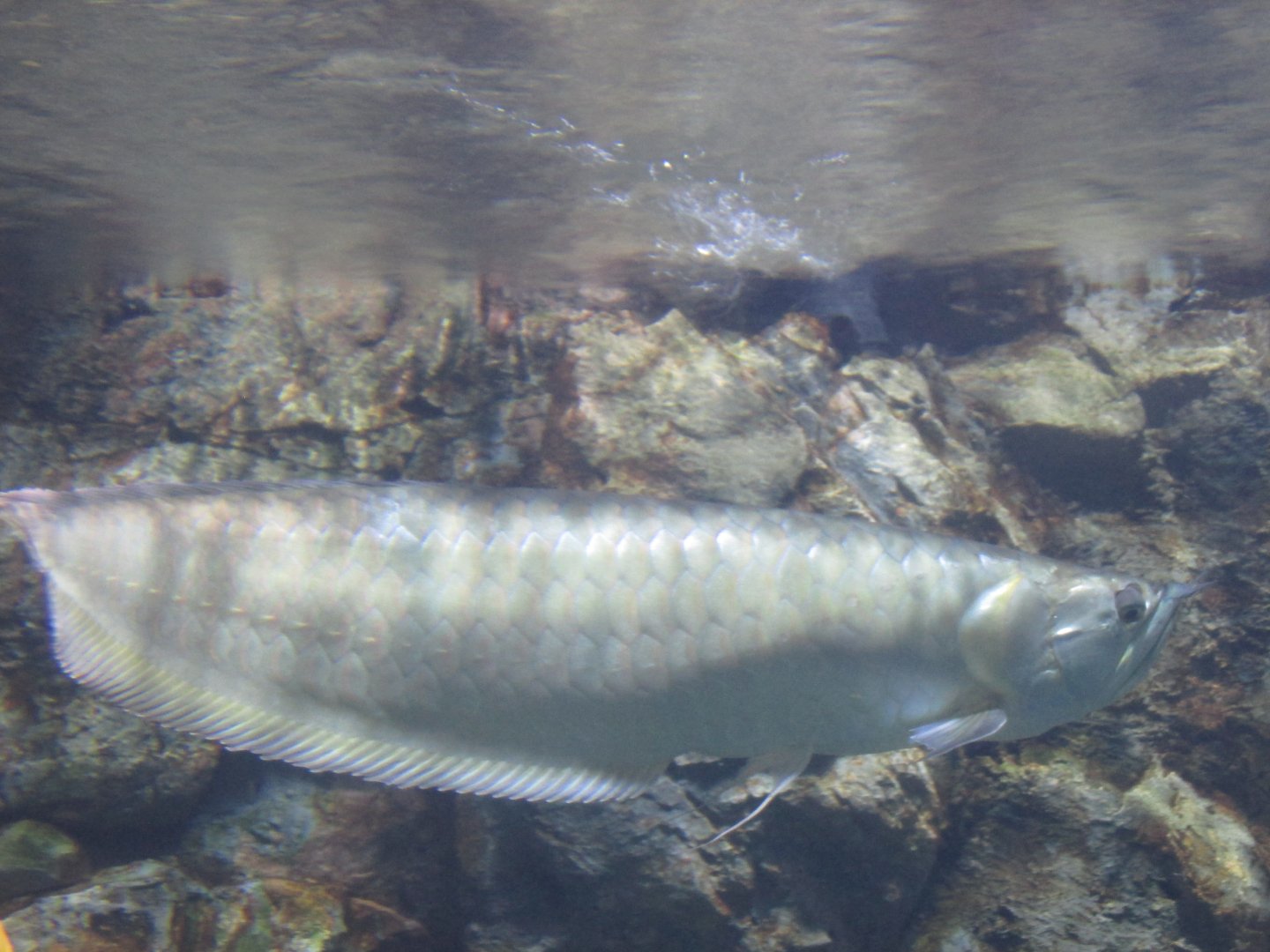 arowana
