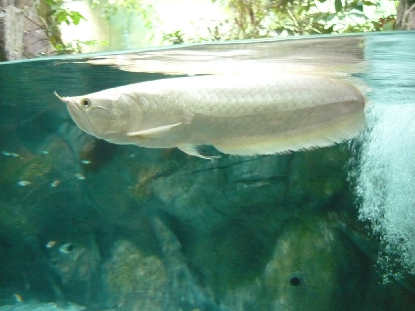 Arowana