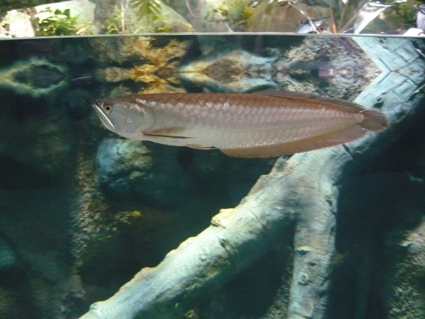Arowana